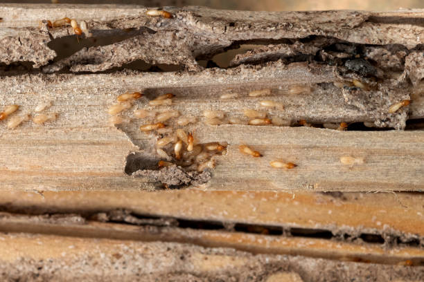 Best Affordable Exterminators  in Mansfield, AR