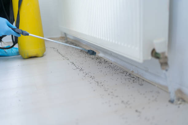Best Local Pest Control Services  in Mansfield, AR